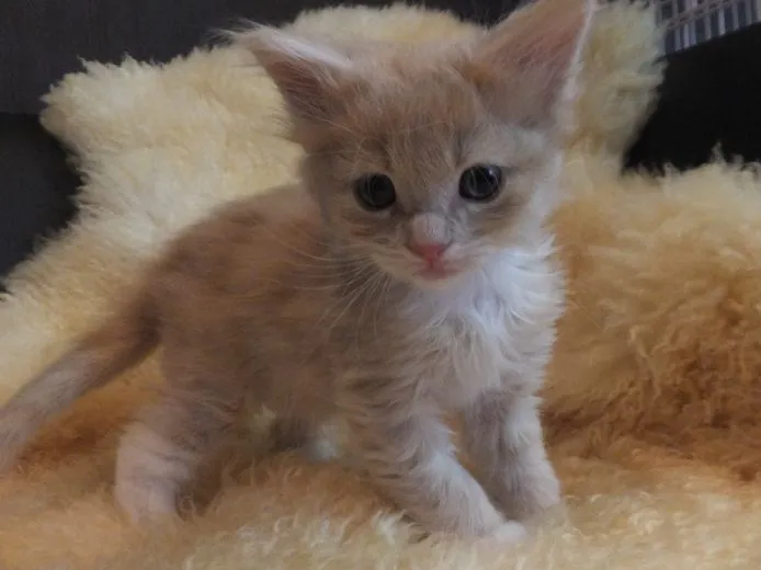 ID:1503-00250の子猫
