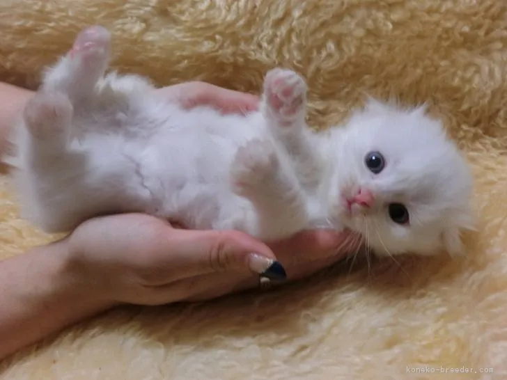 ID：1612-00701の子猫