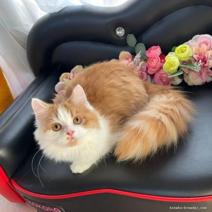 ID:2311-00307の子猫