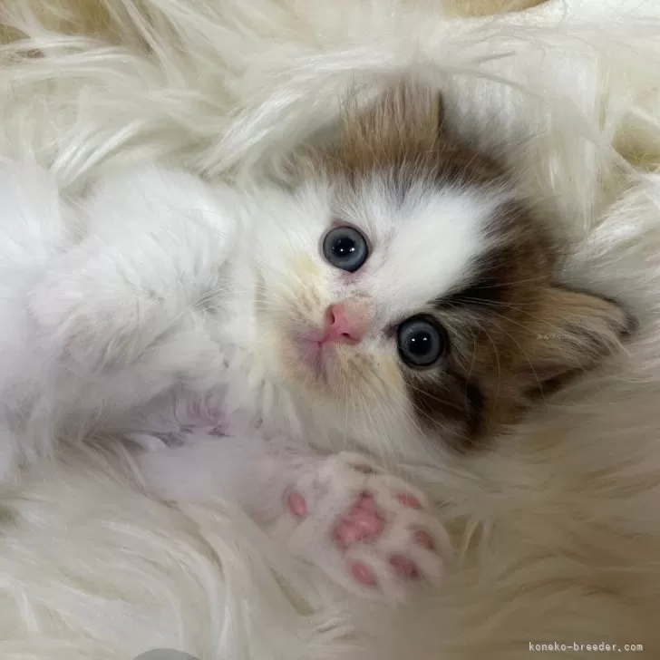 ID:2406-03749の子猫