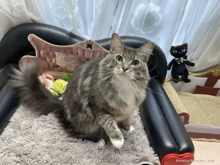 そのっち 様のお迎えした子猫