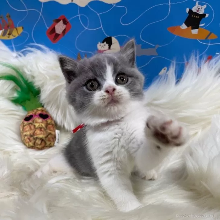 H.J 様のお迎えした子猫