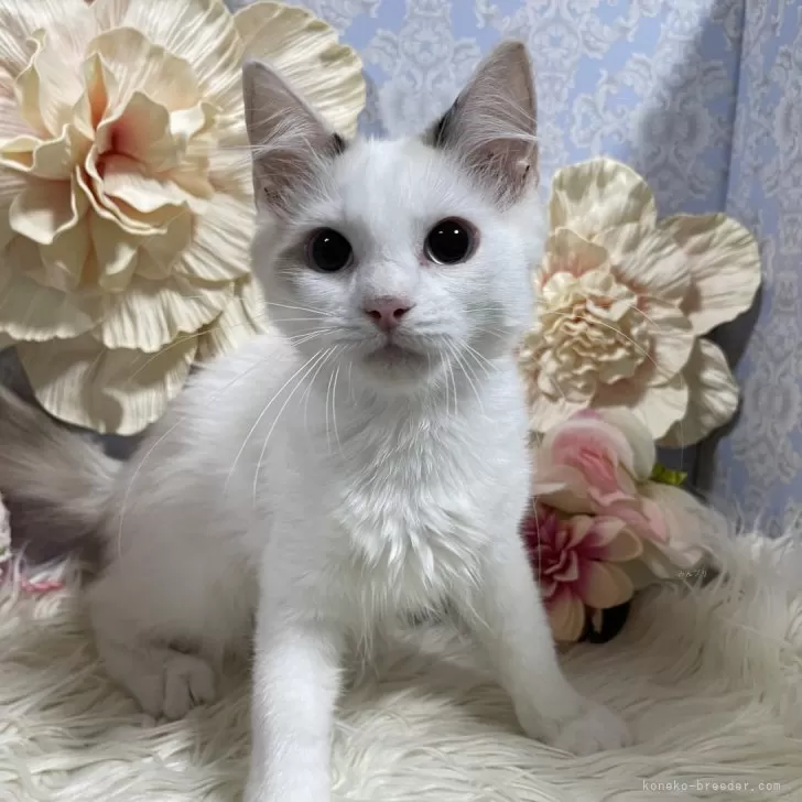 ID:2406-03750の子猫