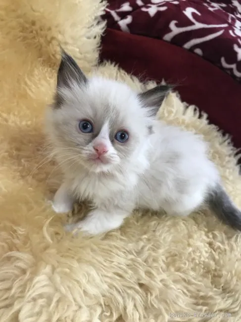 ID：1804-00721の子猫