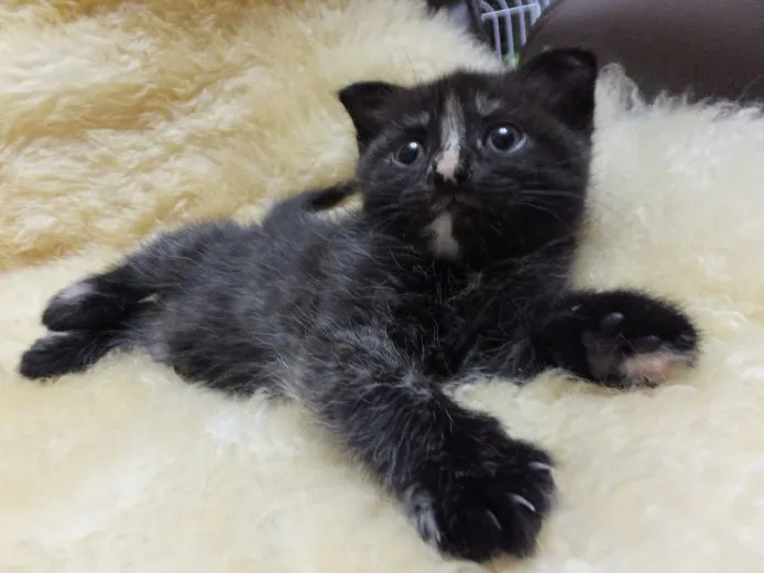 ID:1505-00071の子猫