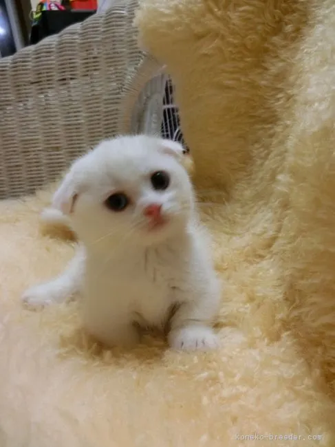 ID：1608-00231の子猫