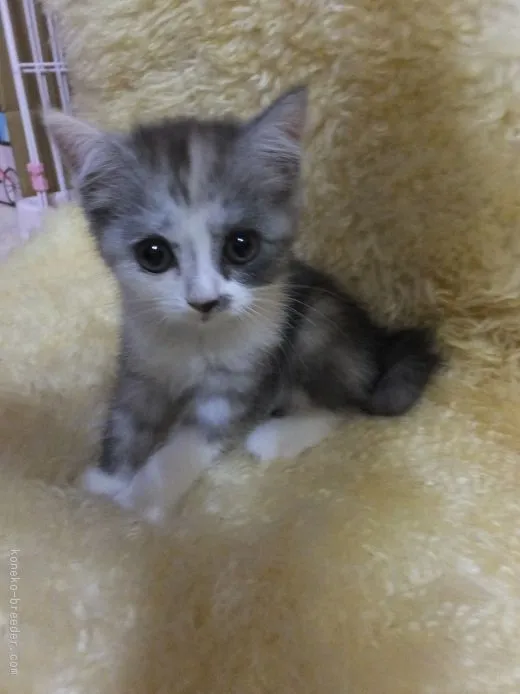 しおちゃん 様のお迎えした子猫