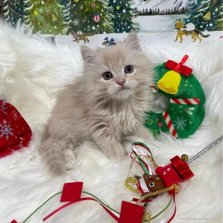 ID：2312-02444の子猫