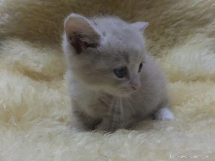 ID：1508-00080の子猫