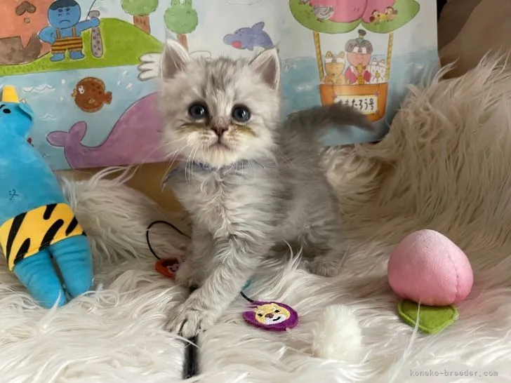 ID：2204-02096の子猫