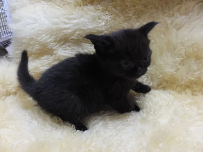 ID：1505-00072の子猫