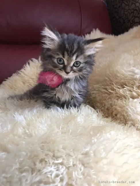 ID：1709-00672の子猫
