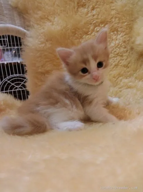 まつ 様のお迎えした子猫