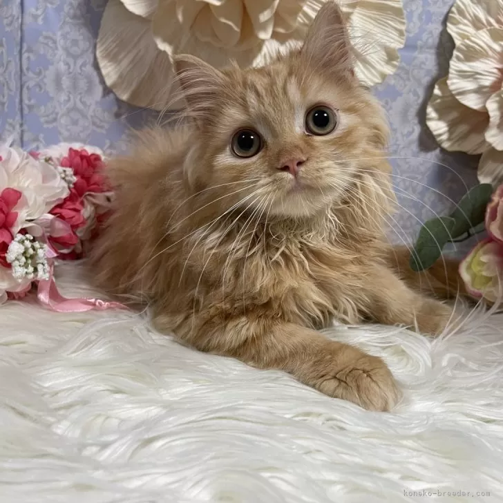 ID:2407-01585の子猫