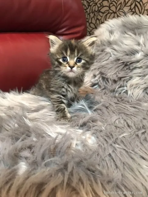 ID：1903-01593の子猫