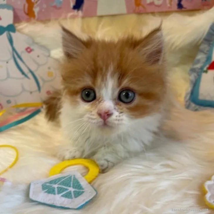 ID：2306-01162の子猫