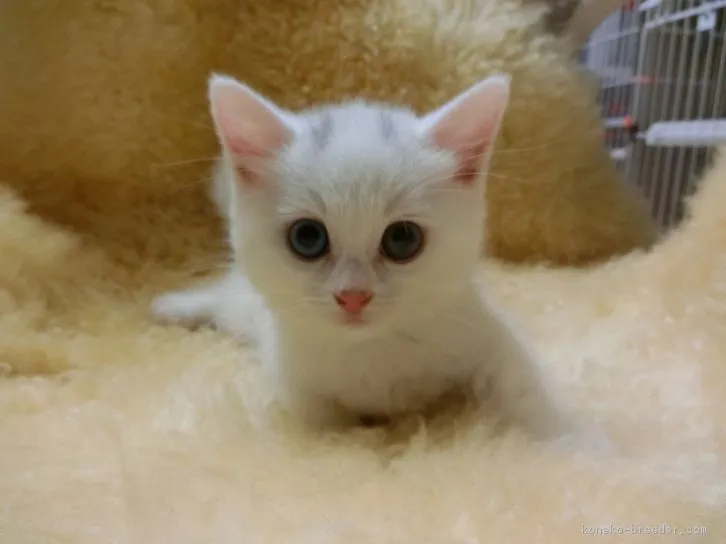 ID：1608-00230の子猫