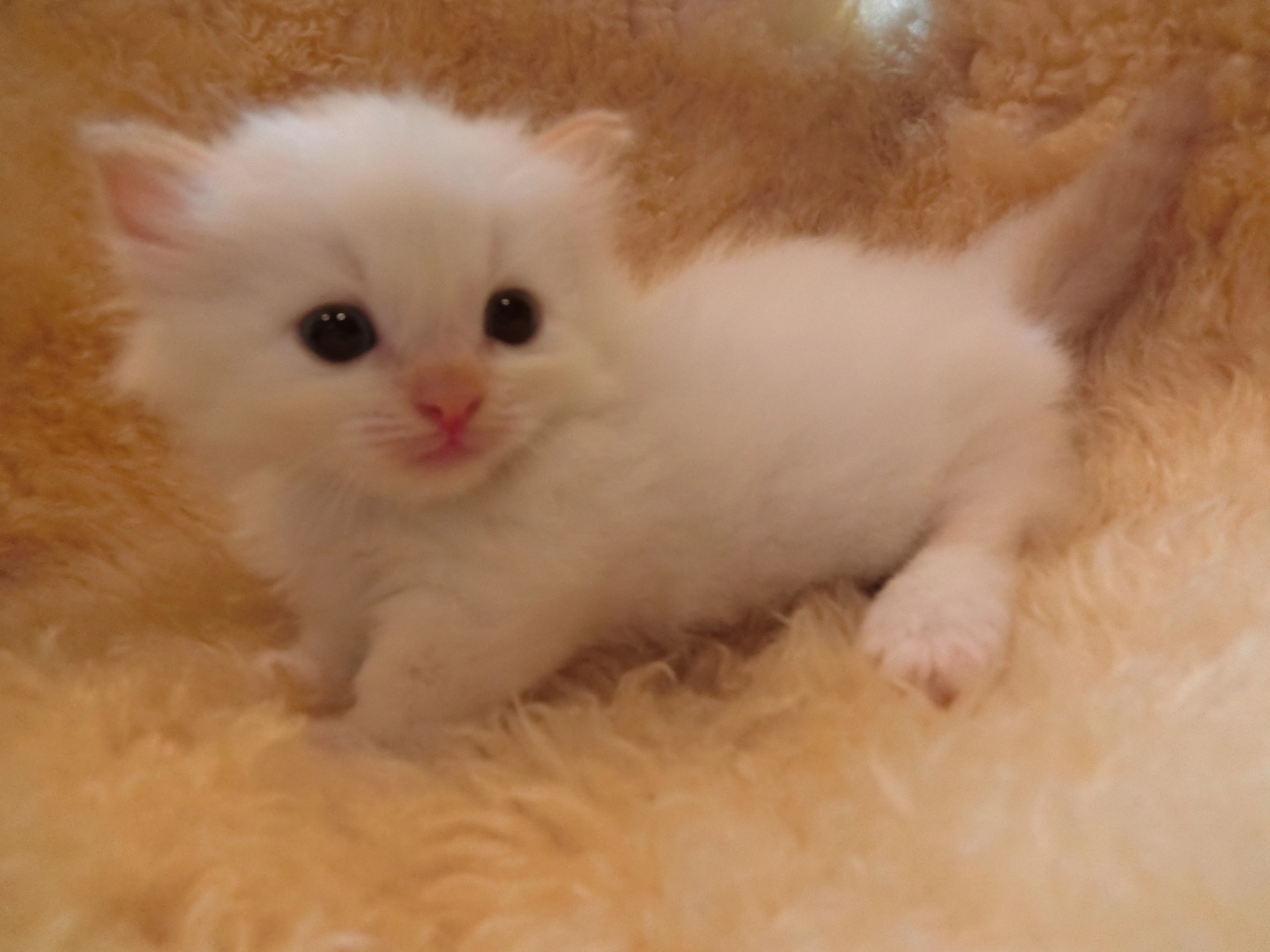 相澤 様のお迎えした子猫