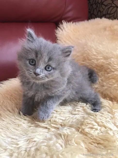 ID:1709-00686の子猫