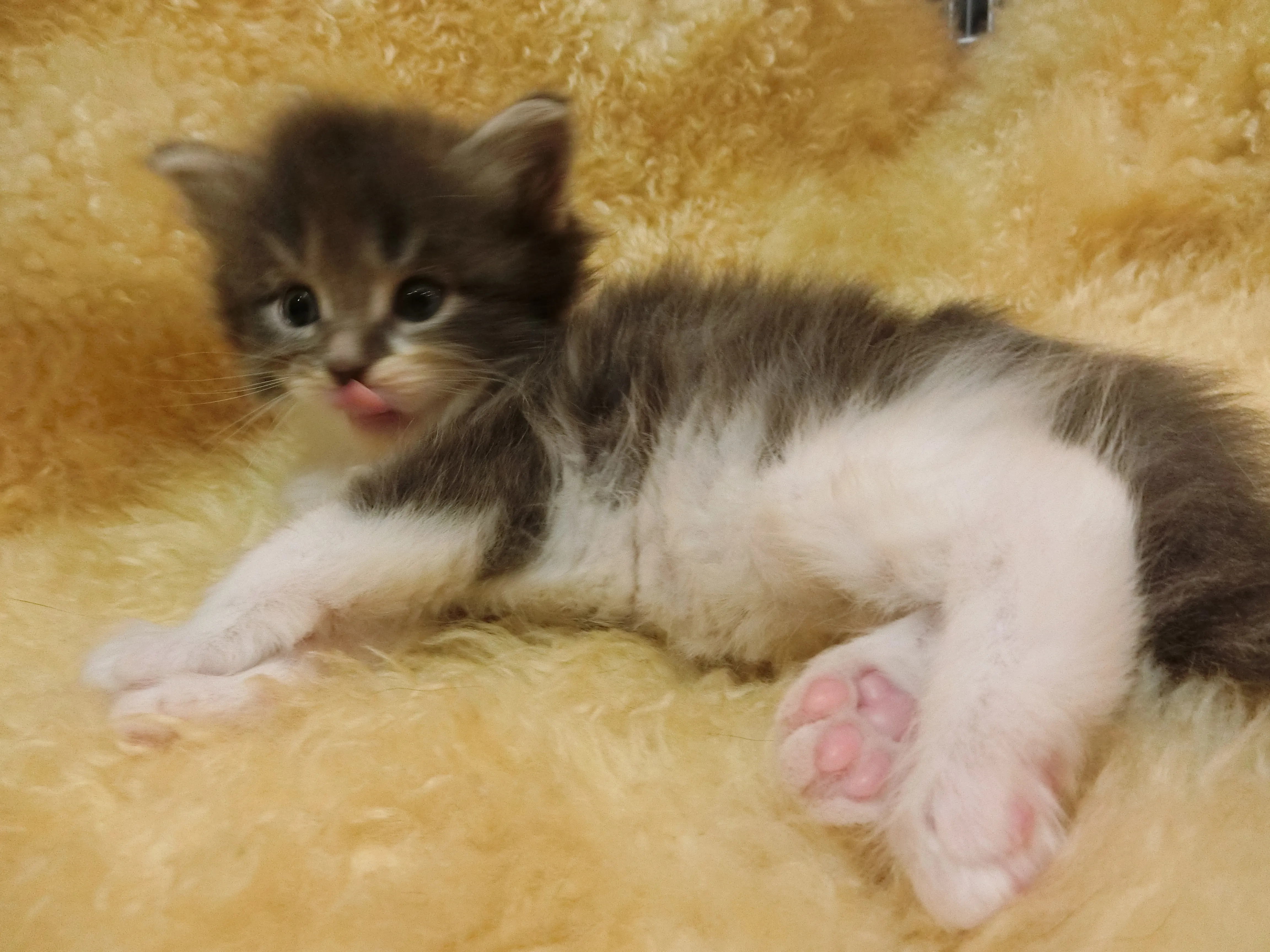 ID：1606-00388の子猫