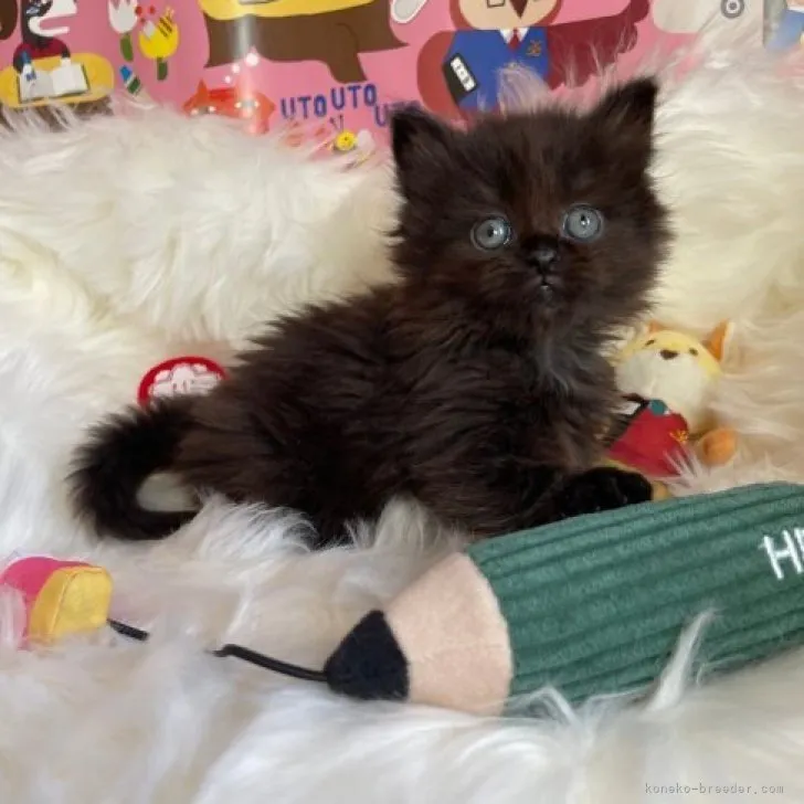 ID：2304-01640の子猫