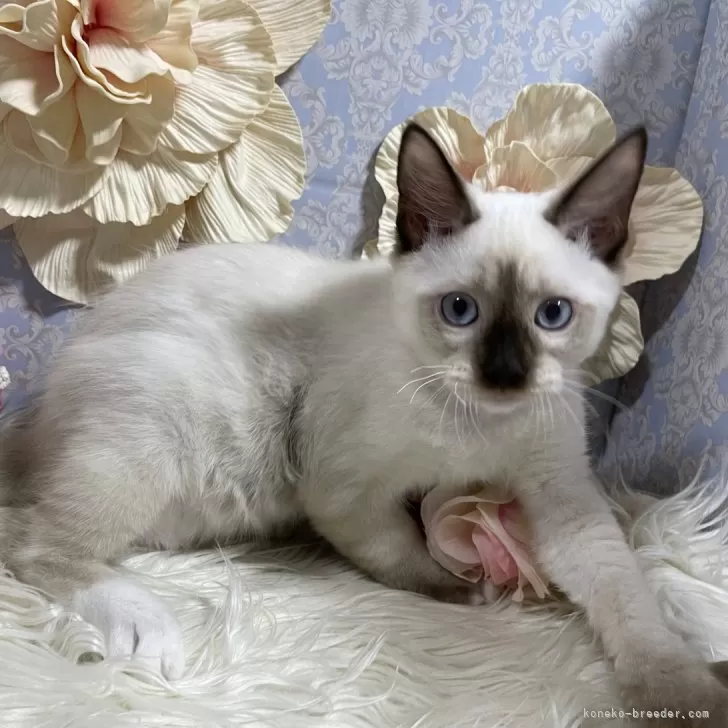 ID:2406-01865の子猫