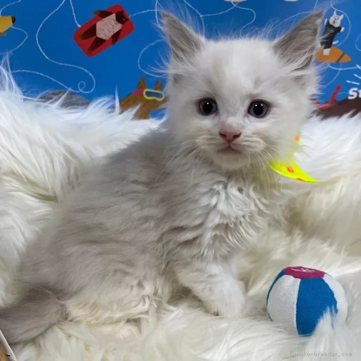 ID:2408-01853の子猫