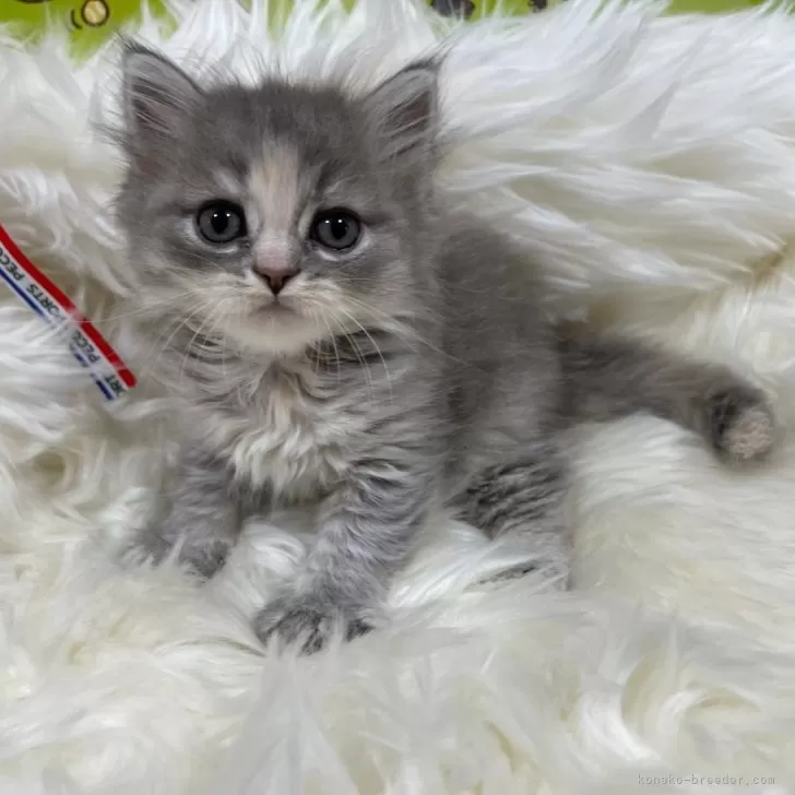 ID:2407-01583の子猫