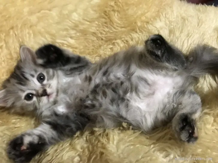 ID：1808-00456の子猫