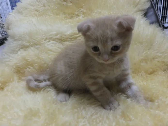 ID：1505-00069の子猫