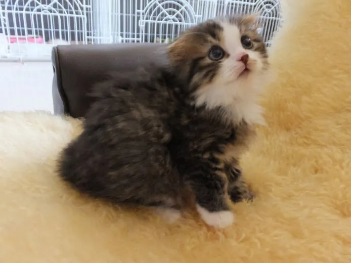 ID：1505-00065の子猫