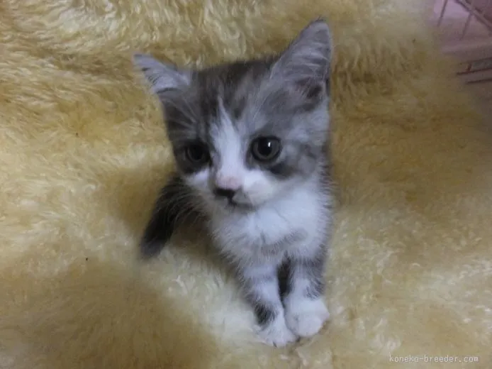 ムーミン 様のお迎えした子猫