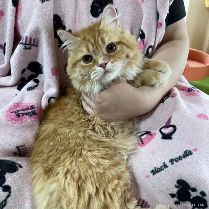ID:2311-00925の子猫