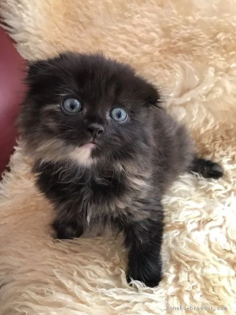 ID:1709-00674の子猫