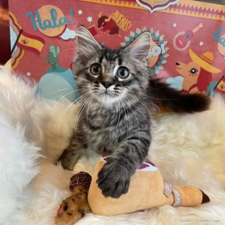 ID:2309-00265の子猫