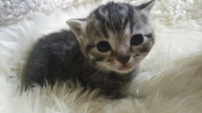 ID:1403-00287の子猫