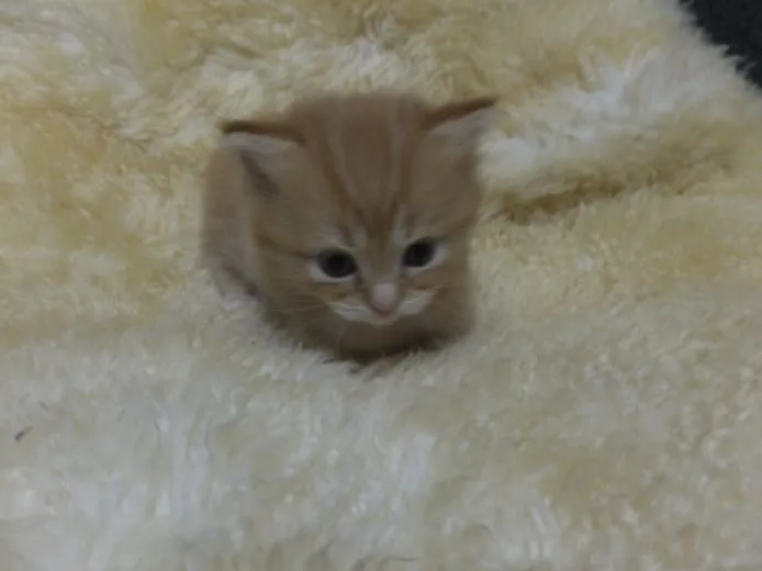 ID：1506-00132の子猫