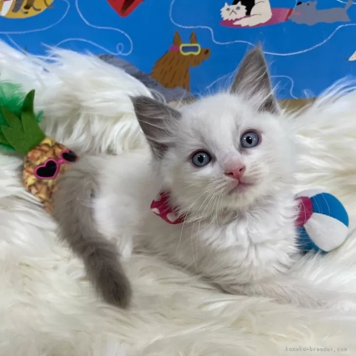 ID：2408-01847の子猫