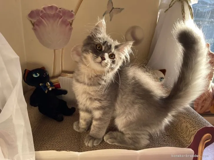 ID：2110-00496の子猫