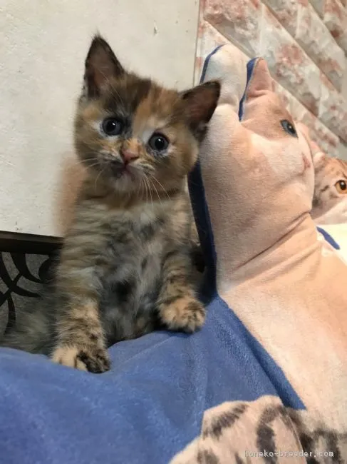 ID：1809-00293の子猫