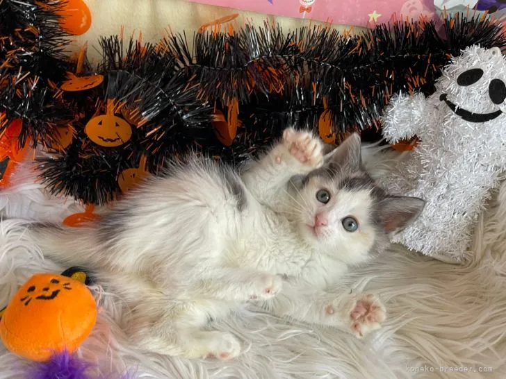 ID：2110-02156の子猫