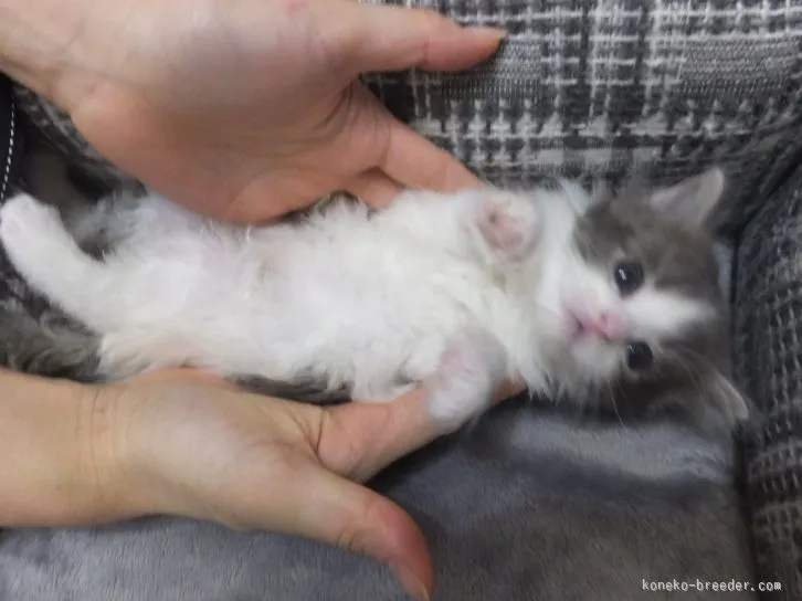 小澤　太 様のお迎えした子猫