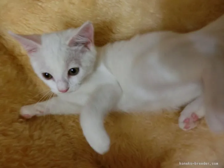 あき 様のお迎えした子猫