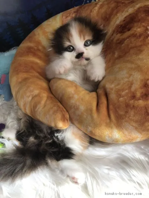 ID：1911-01208の子猫