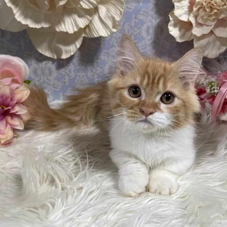 ID:2411-01185の子猫