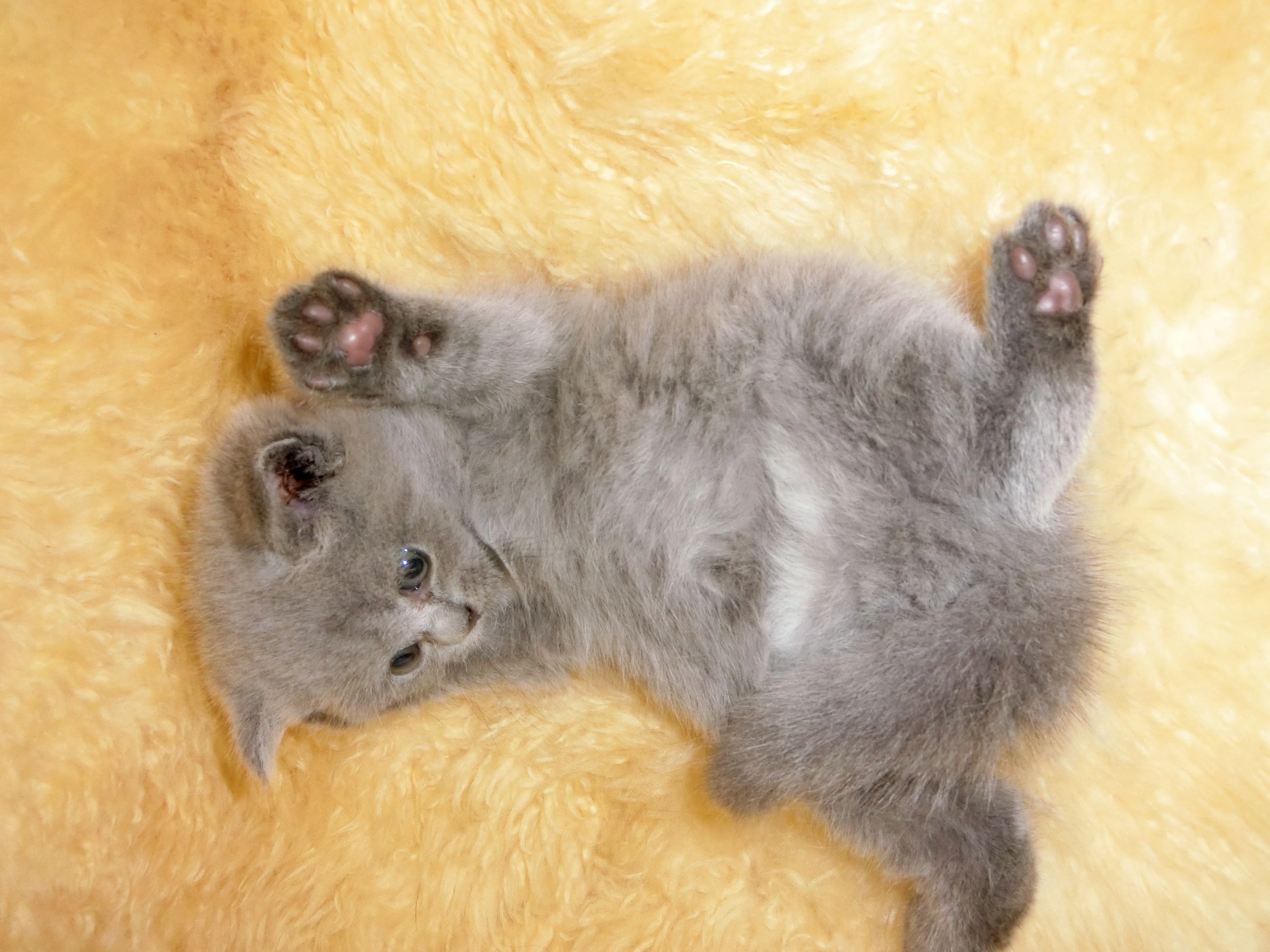 東京ｓａーｔｏ 様のお迎えした子猫