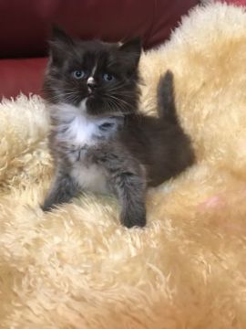 メインクーン×ラグドール【神奈川県・男の子・2017年9月18日・ブラック&ホワイト（ロング）】の写真「ハンサムな王子様☆」