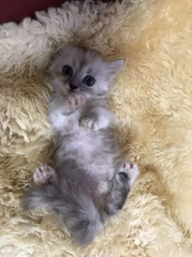 ミヌエット【神奈川県・女の子・2018年8月13日・シルバータビー（ロング）】の写真「短足ちゃん♡」