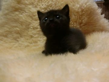 マンチカン【神奈川県・男の子・2016年10月27日・ショート（ブラック）】の写真「短足くん☆」