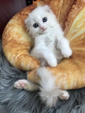 スコティッシュフォールド(折れ耳)【神奈川県・男の子・2019年8月21日・クリーム&ホワイト（ロング）】の写真「折れ耳くん⭐︎」